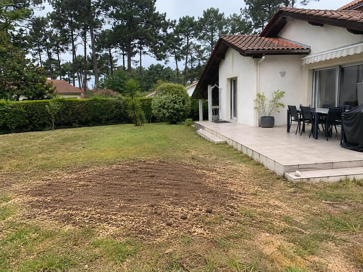 Pelouse sans souche, après dessouchage