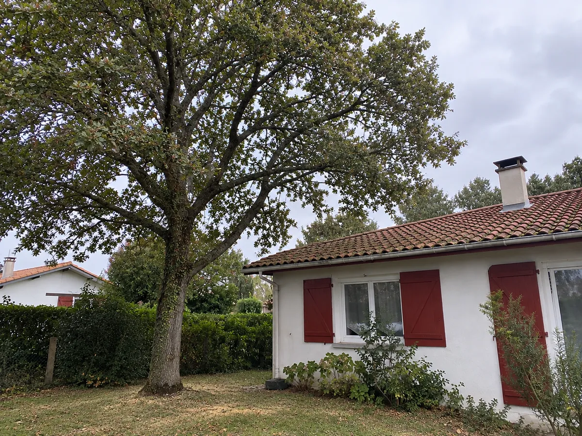 Le même arbre allégé, toit dégagé, après élagage