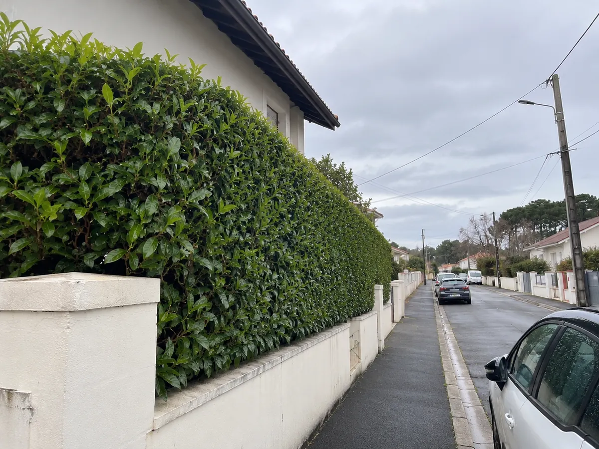 Haie de thuyas nette et droite, après taille