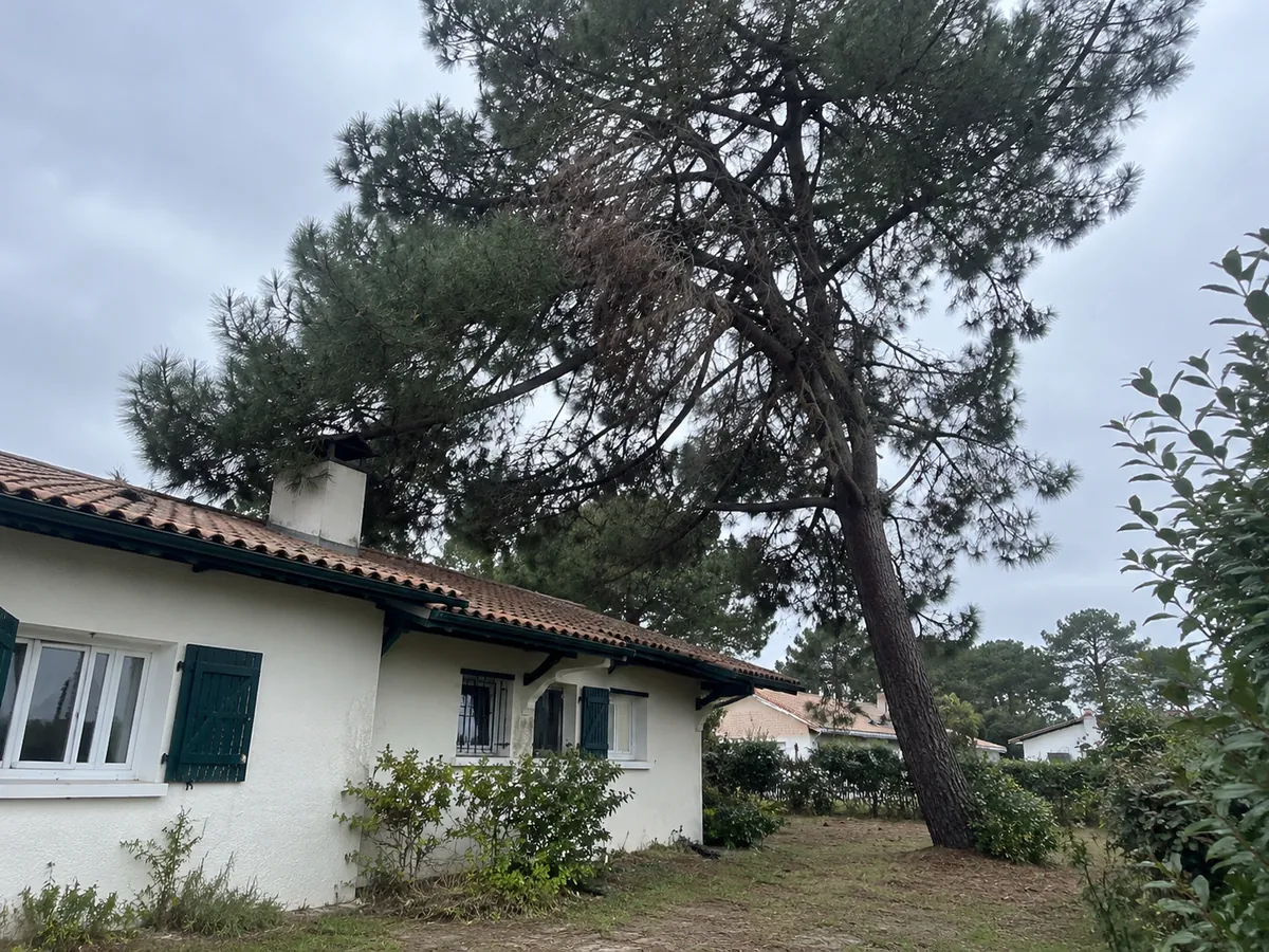 Arbre mort penché près d'une maison, avant abattage