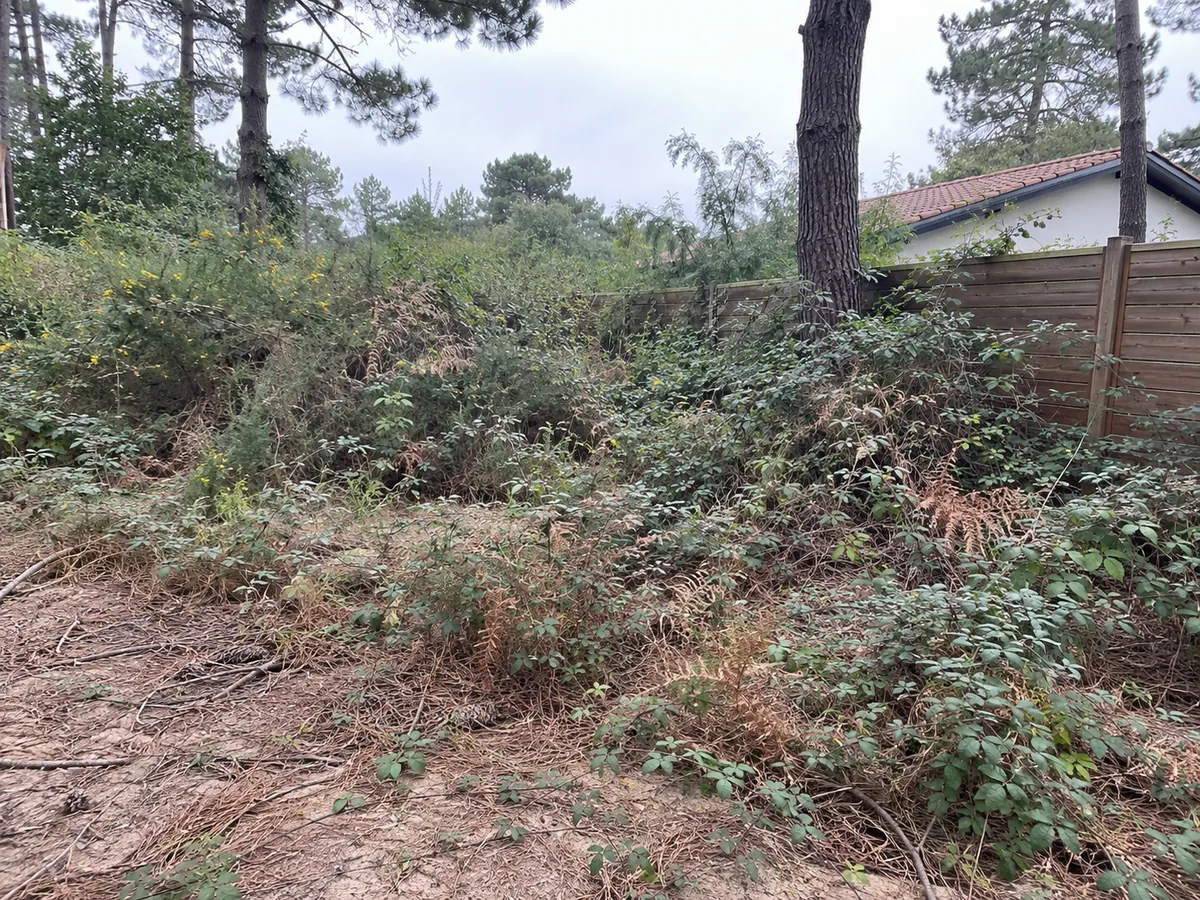 Terrain envahi de ronces, avant débroussaillage