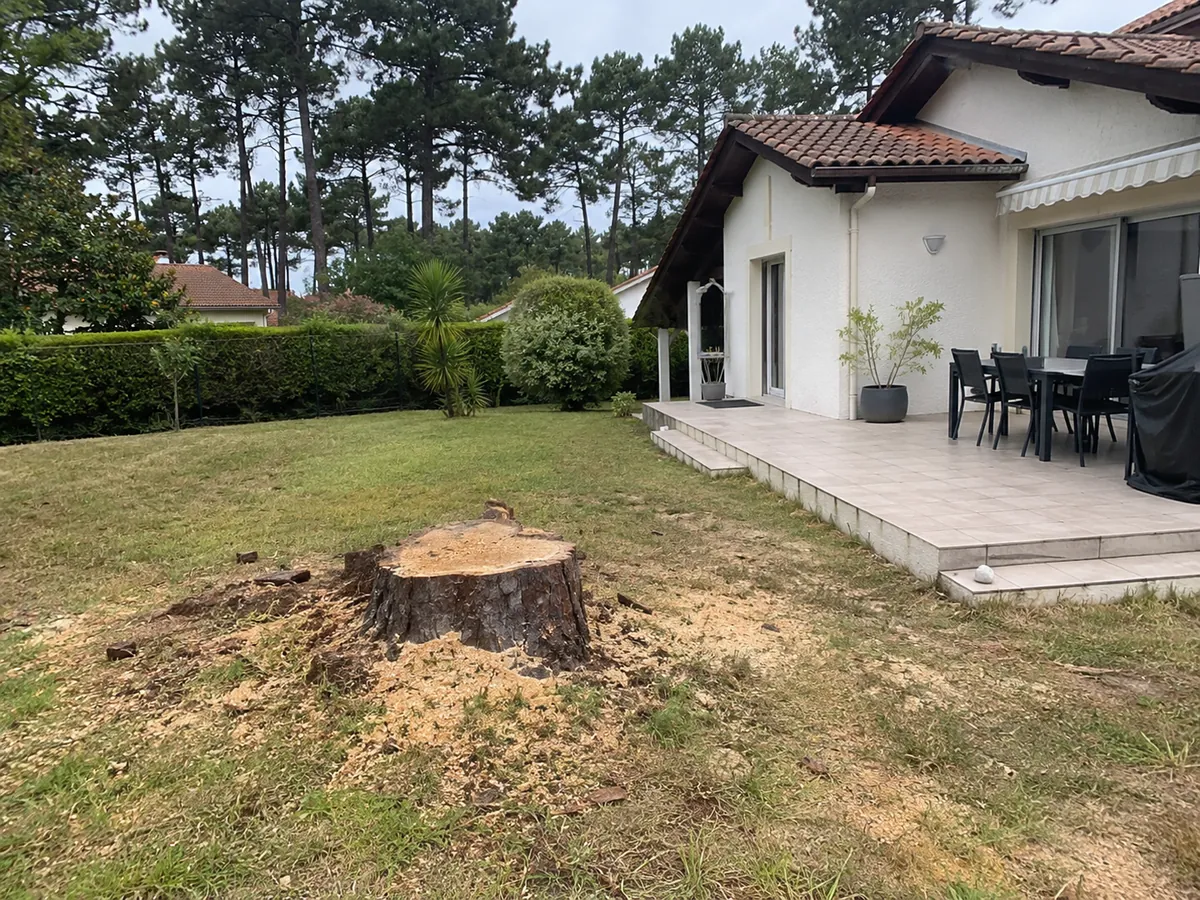 Grosse souche dans une pelouse, avant dessouchage