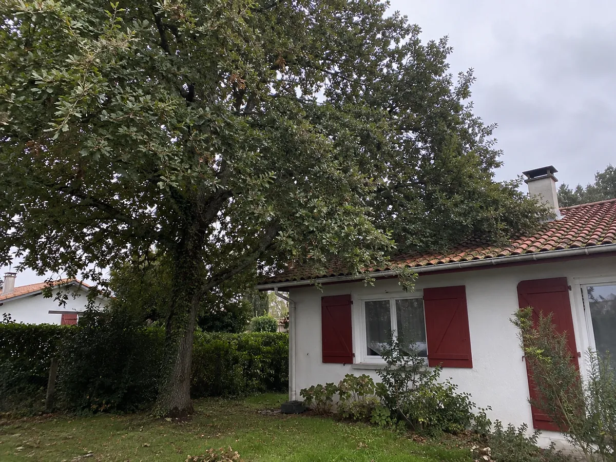 Arbre touffu dont les branches touchent un toit, avant élagage