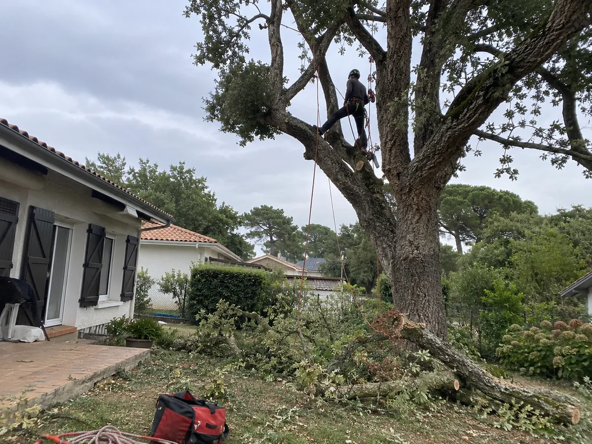 Élagueur en grimpe dans un chêne, près d'une maison